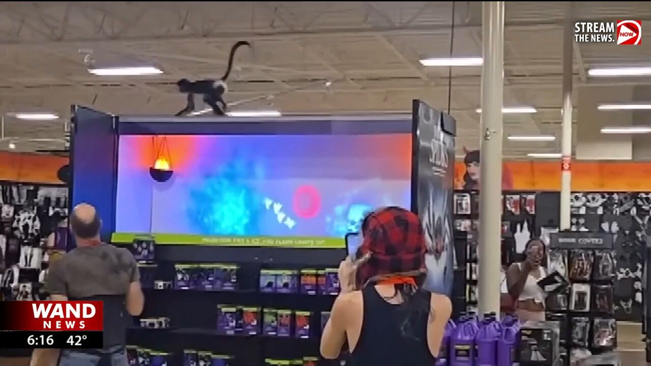 Monkeying Around! Pet monkey causes stir at Spirit Halloween store